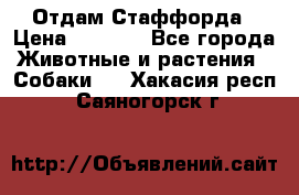 Отдам Стаффорда › Цена ­ 2 000 - Все города Животные и растения » Собаки   . Хакасия респ.,Саяногорск г.